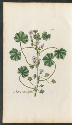 194. Malva rotundifolia