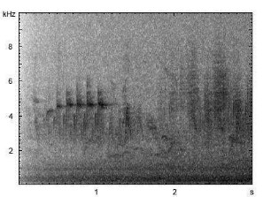 Kleiber | Sitta europaea - Gesang
