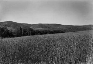 Weizenfeld : Blick auf ein Weizenfeld, das sich an einem Weg nördlich Sétif befindet. Im Hintergrund sind kahle Berghänge zu sehen.