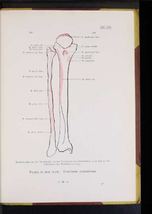 Patella et ossa cruris.