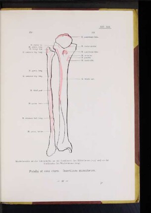 Patella et ossa cruris.