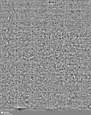 Lilienschild + Buchstaben IESV / Buchstaben LW = S.15/16