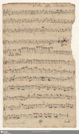 Viola sola ô Taille [transp.]