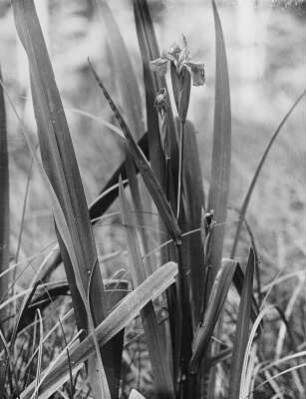 Sumpf-Schwertlilie (Iris pseudacorus) – auch Gelbe Schwertlilie oder Wasser-Schwertlilie, in Blüte