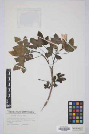 Lavatera phoenicea Willd.