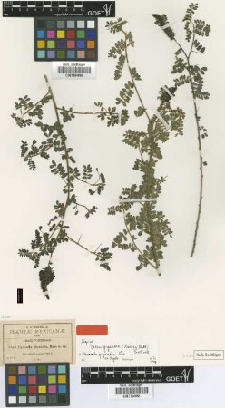 Parosela gigantea Rose ex Rydb. [type]