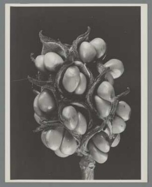 Magnolie, Sammelfrucht (Magnolia virginiana)