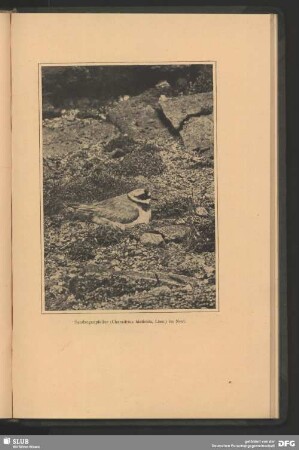 Sandregenpfeifer, Charadrius hiaticula, Linn., im Nest