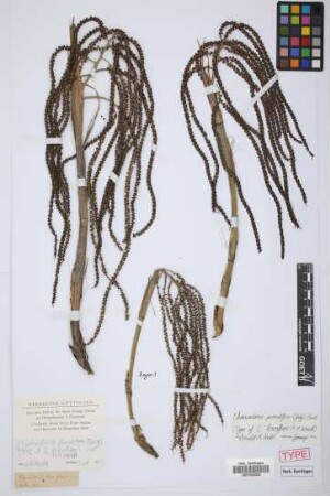 Chamaedorea brevifrons H.Wendl.[type]
