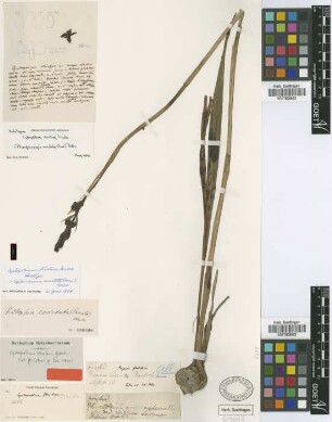 Eulophia ecristata (Fernald) Ames