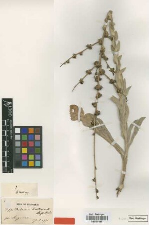Verbascum antinori Boiss. & Heldr. [isotype]