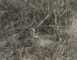 Europa. Buchfink (Fringilla coelebs). Männchen am Boden bei der Nahrungssuche