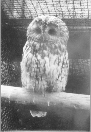 Waldkauz (Strix aluco) in einem Käfig