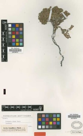 Dionysia odora Fenzl [isotype]