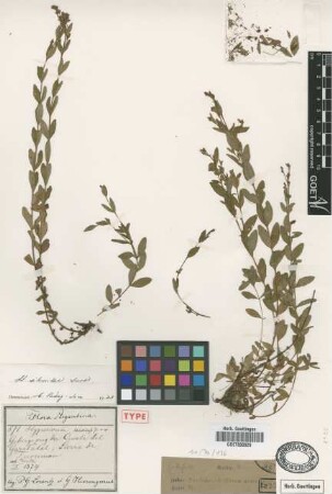 Hypericum bonariense Griseb. [type]