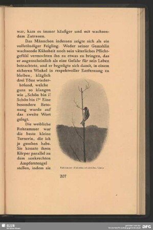 Rohrammer, Emberiza schoeniclus, Linn.