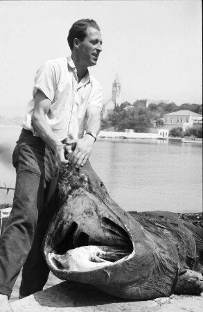 Lopud: die Fischer zeigen den offenen Rachen [des toten Haifischs], Maje Mato der Name des Fischers der den Haifisch an Land brachte