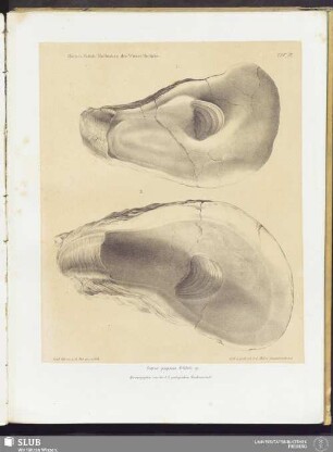 Taf. 79