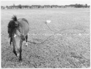 Pferd auf der Weide (Altersgruppe 18-21)