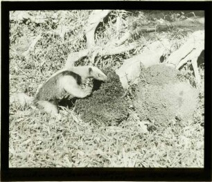Tamandua tetradactyla (Linnaeus, 1758)