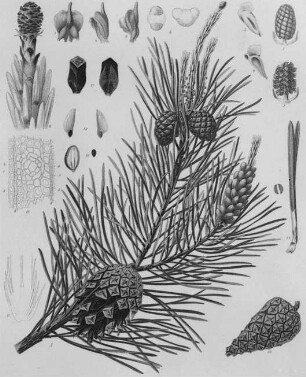 Waldkiefer (Pinus silvestris), farbig : Geographie | Wirtschaftsgeographie | Gerb-, Flecht- und Papierstoffe liefernde Pflanzen | Holzliefernde Pflanzen; Futterpflanzen