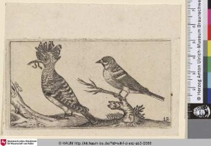 [Ein Wiedehopf und ein Sperling; A hoopoe and a sparrow]