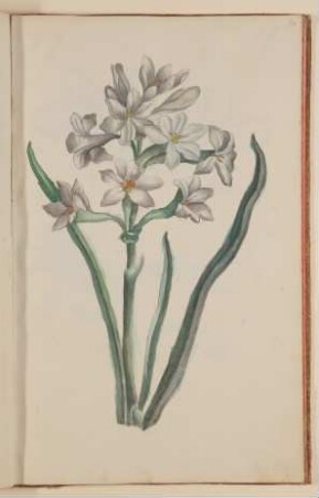 Narzisse [aus einem Skizzenbuch der Marianne Franziska Seiffert von Klettenberg]