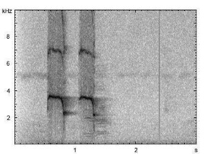 Beo | Gracula religiosa - Ruf