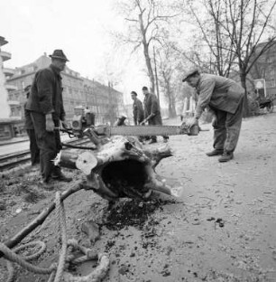 Fällen einer morschen Platane an der Kaiserallee bei der Virchowstraße.