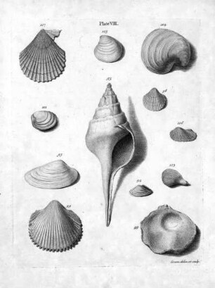 Plate VIII.
