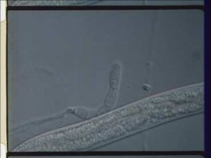 Trapping of Nematodes by Adhesive Branches of Monacrosporium cionopagum
