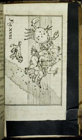 Fig. XVIII.