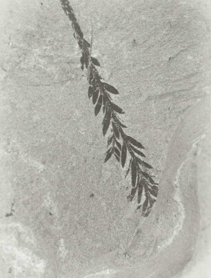 Mammutbaum (Sequoia sp.), Nadelzweig auf oberoligozänem Schiefer der Schieferhalde von Seifhennersdorf in der Oberlausitz