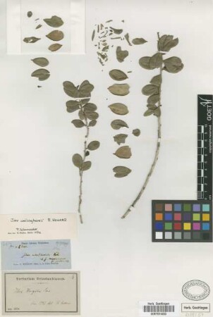 Ilex wrightii Loes. ex Urb.
