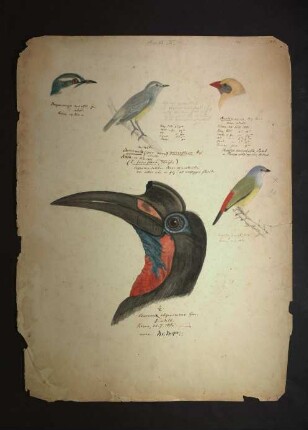 Ornithologie IV.