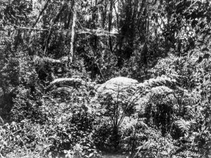 Farnbäume : Blick auf eine Ansammlung von Farnbäumen in einem urwaldartigen Regenwald, vermutlich am Kilimandscharo