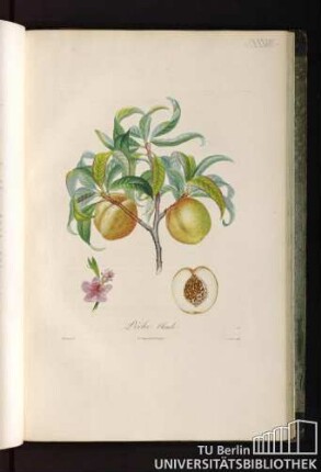 Pl. XXXVIII. Pêche blonde.