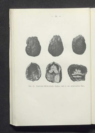 Bieberwalnuß, Juglans regia L. var. membranacea Hort.