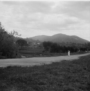 Straße nach Iringa : Blick entlang einer von Bäumen gesäumten Straße nach Iringa