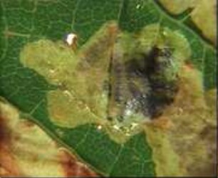 Biology and Control of the Horse Chestnut Leaf Miner Moth Cameraria ohridella