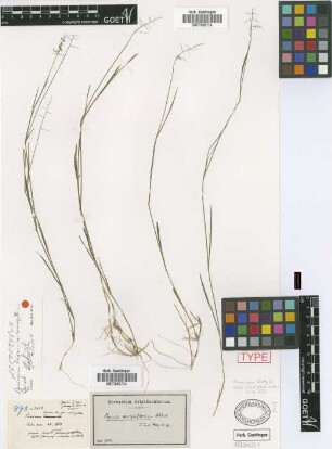 Panicum exiguiflorum Griseb.
