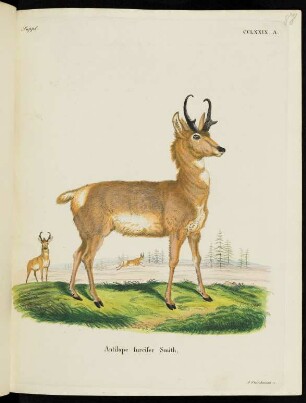 Suppl. CCLXXIX. A. Antilope furcifer Smith.