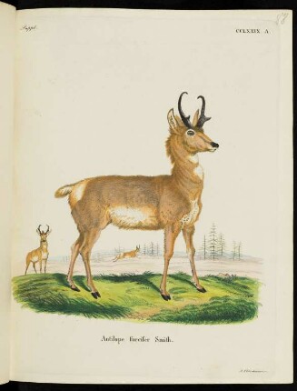 Suppl. CCLXXIX. A. Antilope furcifer Smith.
