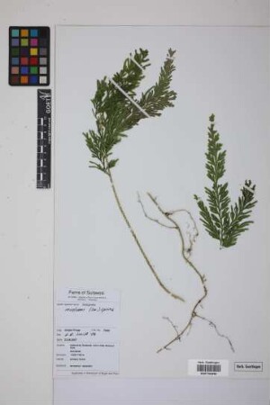 Selaginella involvens (Sw.) Spring