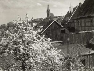 Leisnig : Leisnig. Ortsteilansicht mit Stadtkirche und blühendem Kirchbaum von Südwesten