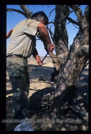 ACACIA u. Siegbert