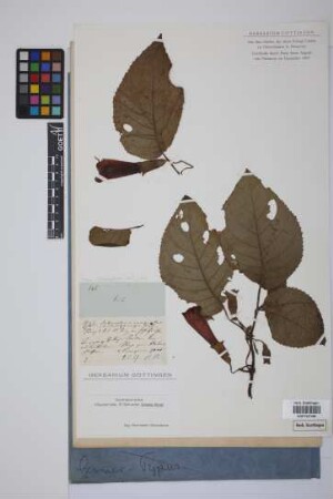 Solenophora insignis (Martens & Galeotti) Hanst.