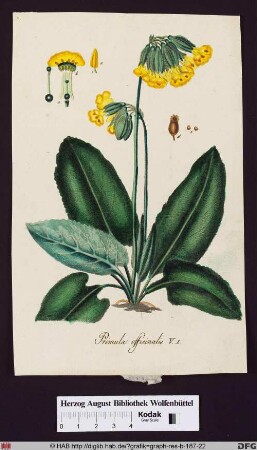 Primula officinalis (Schlüsselblume) mit Blättern, Frucht, Fruchtknoten, Staubgefäßen, Stempel und Blüte im Detail.