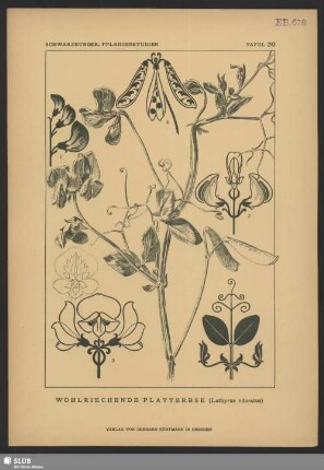 Wohlriechende Platterbse (Lathyrus odoratus)