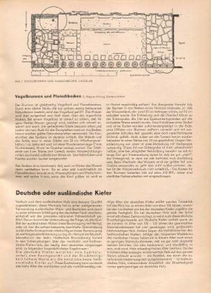 Deutsche oder ausländische Kiefer